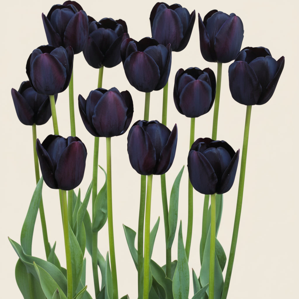 Bulbi Lalele Queen of Night la preț avantajos. Soi spectaculos cu flori mari, elegante, în tonuri aproape negre. Plantare ușoară, efect garantat.