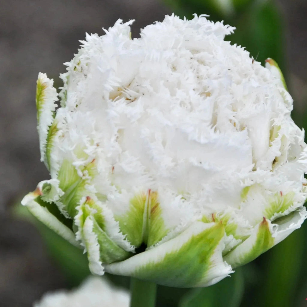 Bulbi Lalele Snow Crystal pentru un decor luminos și elegant. Flori albe, pline, ideale pentru peisagistică și buchete de primăvară. Calitate garantată.