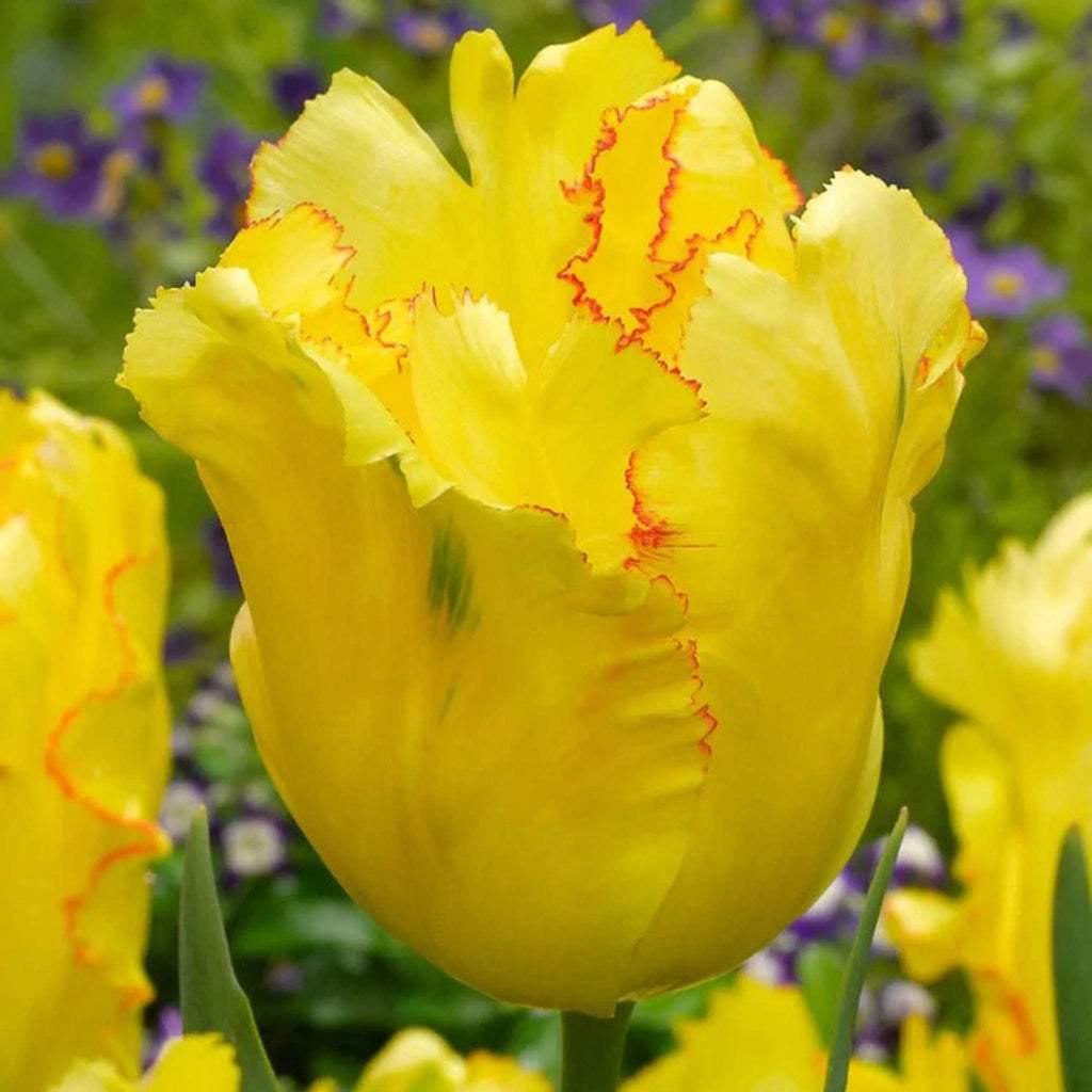 Bulbi_Lalele_Texas_Gold_1 - Fitza Florilor