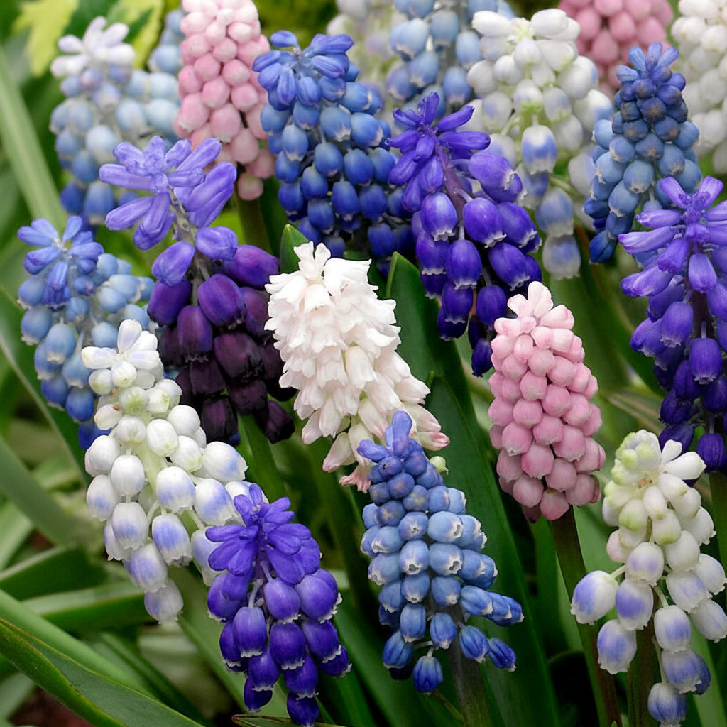 Bulbi Muscari Pachet Mix – combinație de culori vibrante pentru o grădină plină de farmec. Ideali pentru borduri și înflorire timpurie primăvara.