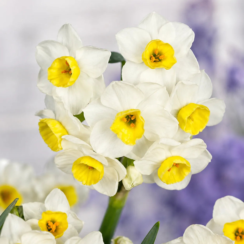 Bulbi Narcise Avalanche, pachet cu 2 bulbi de narcise albe multiflora, cu flori elegante și parfumate, ideale pentru grădini, borduri, ronduri și ghivece, cu înflorire spectaculoasă primăvara