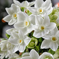 Bulbi Narcise Paperwhite Ziva, soi cu flori albe parfumate și înflorire abundentă, ideal pentru grădini, borduri, ghivece și decoruri elegante de primăvară, inclusiv cultivare în interior