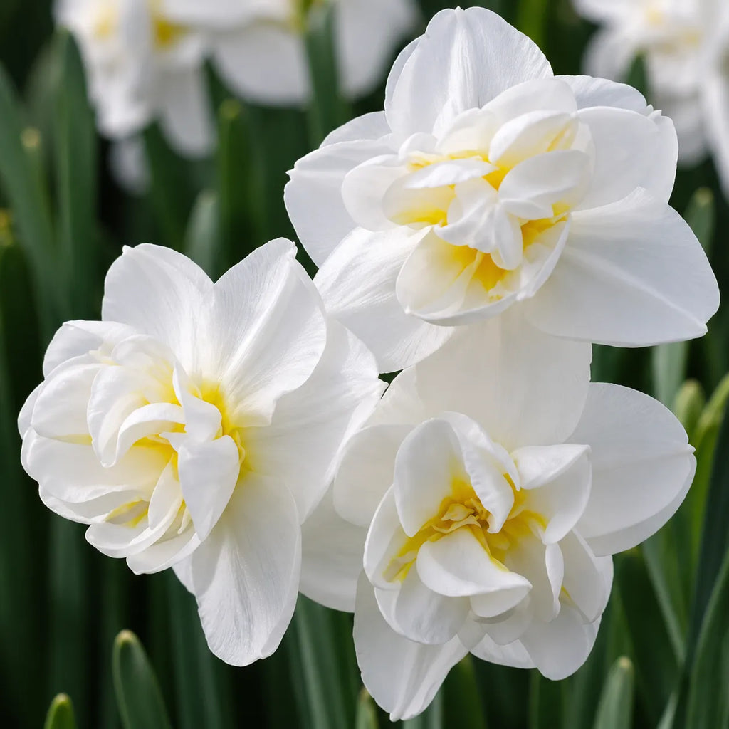 Bulbi Narcise White Cheerfulness, soi cu flori albe parfumate și înflorire abundentă, ideal pentru grădini, borduri, ronduri și ghivece, oferind un decor elegant în sezonul de primăvară
