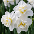 Bulbi Narcise White Cheerfulness, soi cu flori albe parfumate și înflorire abundentă, ideal pentru grădini, borduri, ronduri și ghivece, oferind un decor elegant în sezonul de primăvară