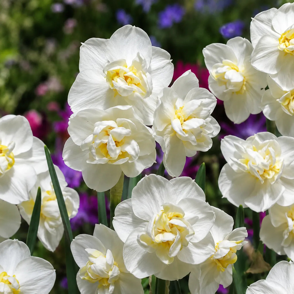 Bulbi Narcise White Cheerfulness, narcise ornamentale cu flori albe elegante, rezistență excelentă și înflorire spectaculoasă, ideale pentru grădini, ghivece și borduri, aducând prospețime și rafinament în fiecare primăvară