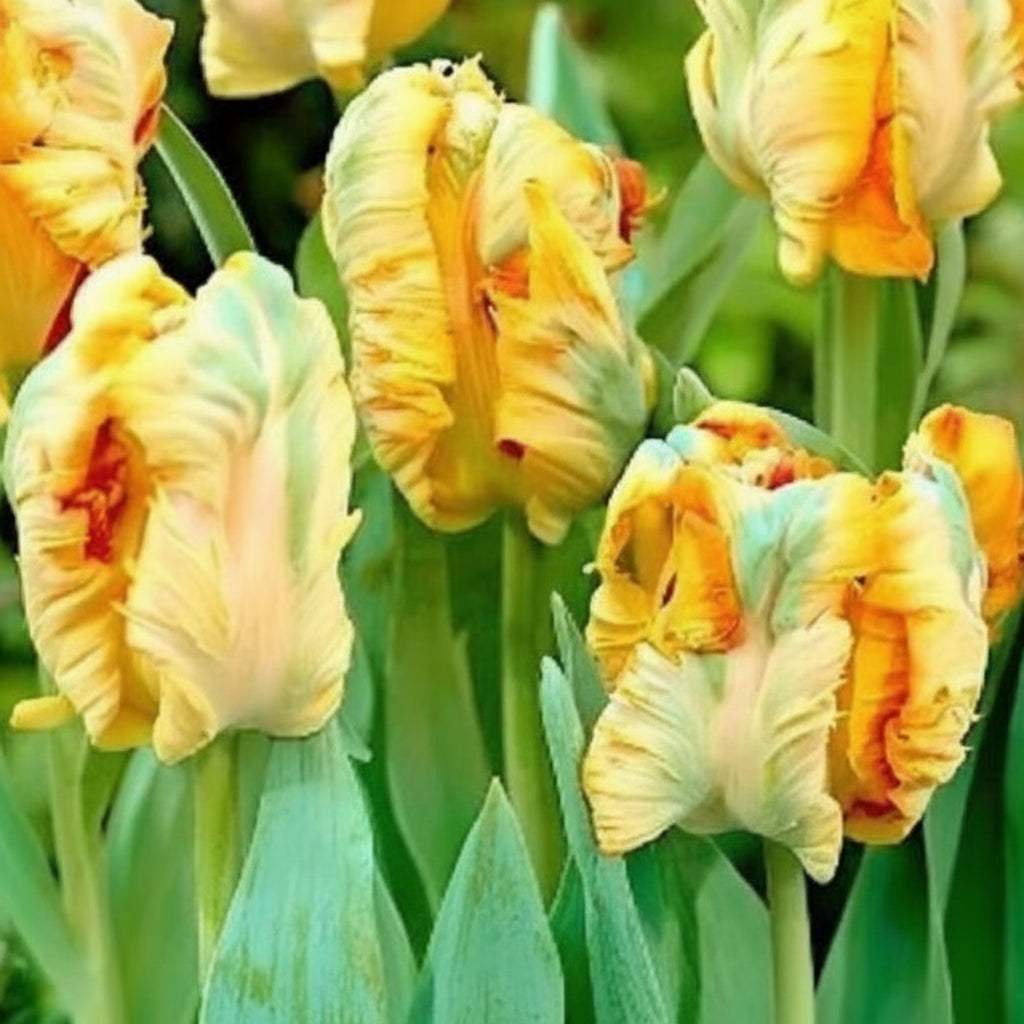 Bulbi_Parrot_King_Lalele - Fitza Florilor