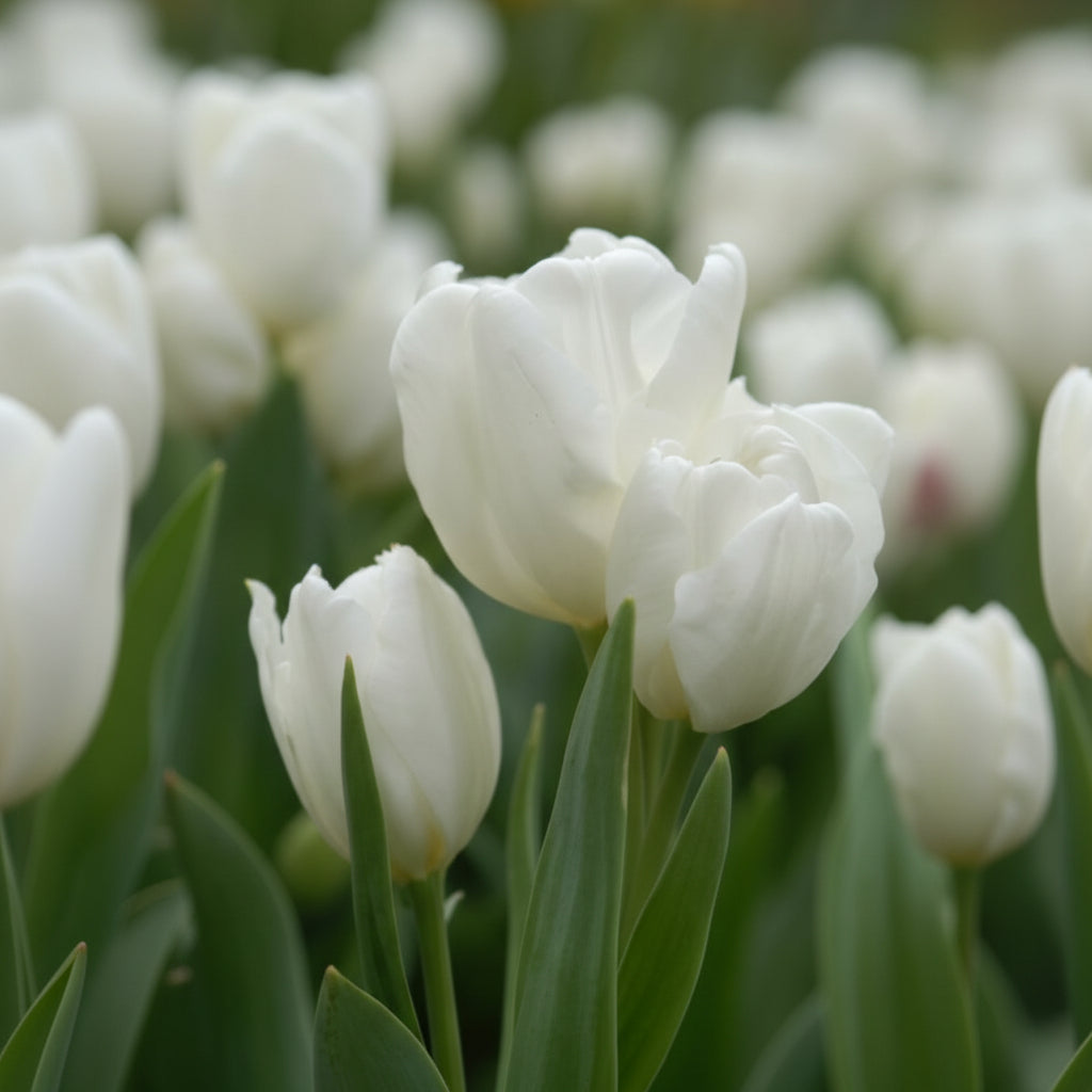 Lalele Purissima – bulbi premium pentru flori albe strălucitoare în martie-aprilie. Rezistență excelentă și aspect decorativ deosebit în orice grădină