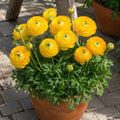 Bulbi Ranunculus Galben, pachet cu 5 bulbi de ranunculus cu flori duble galben intens, ideale pentru gradini, ghivece si buchete elegante