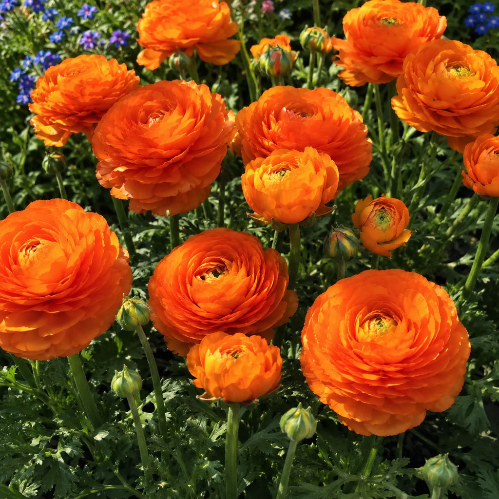 Bulbi Ranunculus Portocaliu, pachet cu 5 bulbi de ranunculus cu flori duble portocaliu intens, ideale pentru gradini, ghivece si buchete elegante