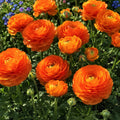 Bulbi Ranunculus Portocaliu, pachet cu 5 bulbi de ranunculus cu flori duble portocaliu intens, ideale pentru gradini, ghivece si buchete elegante