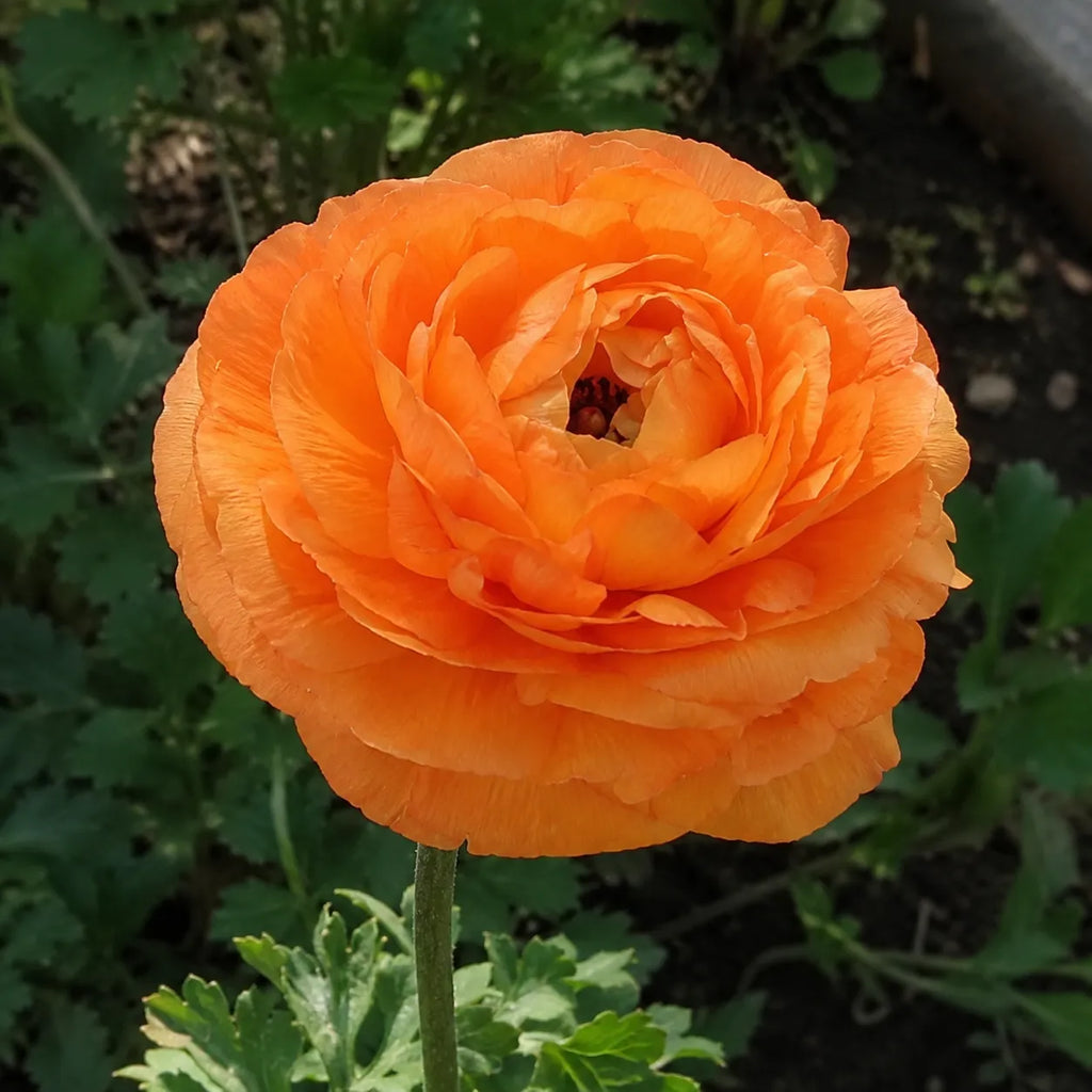 Bulbi Ranunculus Portocaliu 5 buc, varietate cu flori bogate si petale catifelate in nuante vibrante de portocaliu, potrivita pentru borduri, ronduri si decorul gradinii