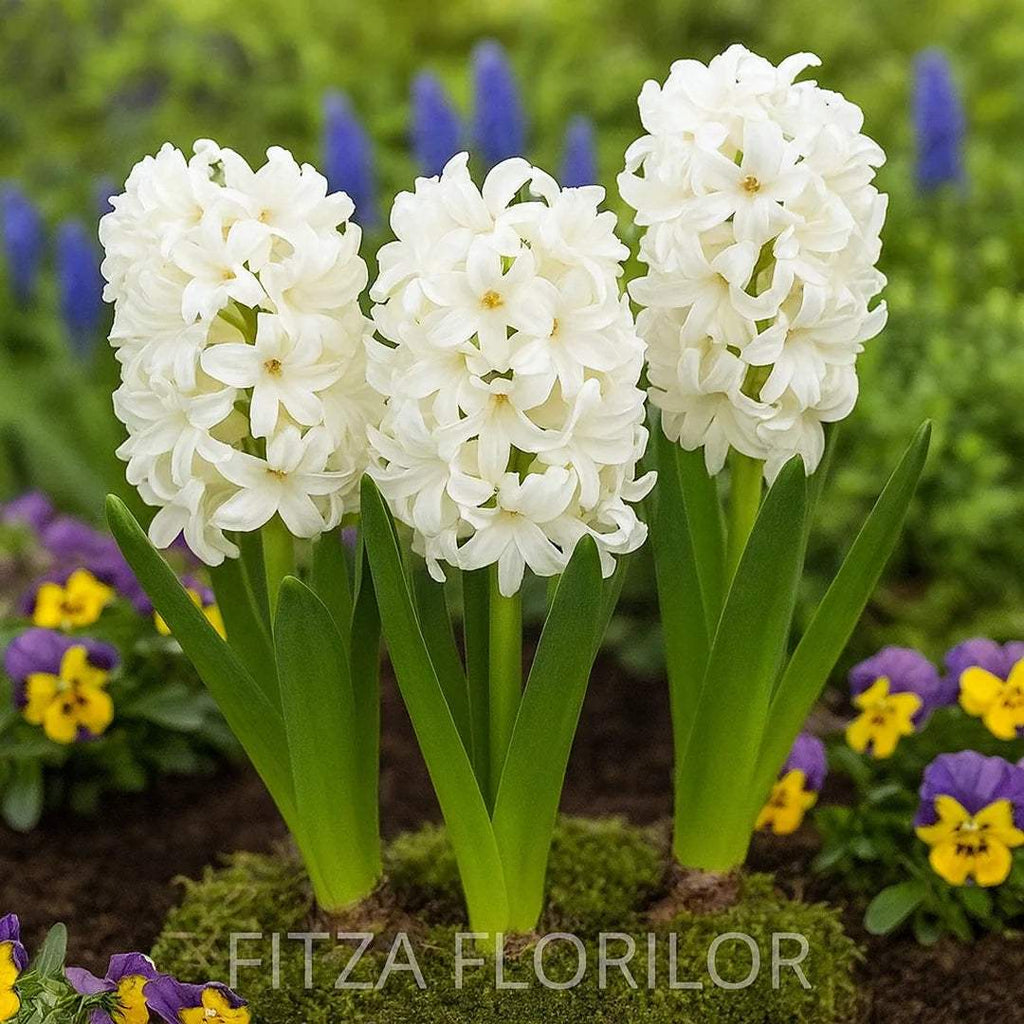 Bulbi_Zambile_-_Double_White - Fitza Florilor
