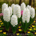Bulbi_Zambile_Aiolos1 - Fitza Florilor