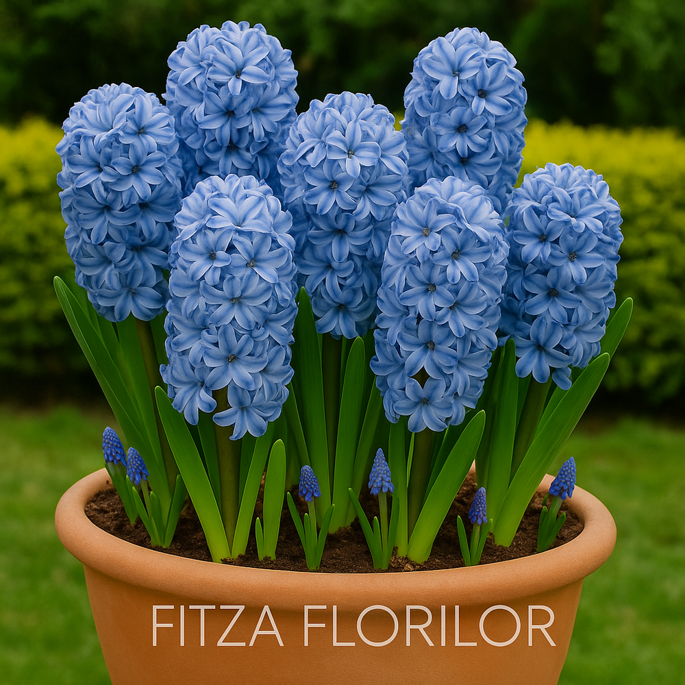 Bulbi Zambile Delfts Blauw