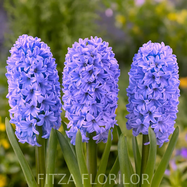 Bulbi Zambile Double Blue1 