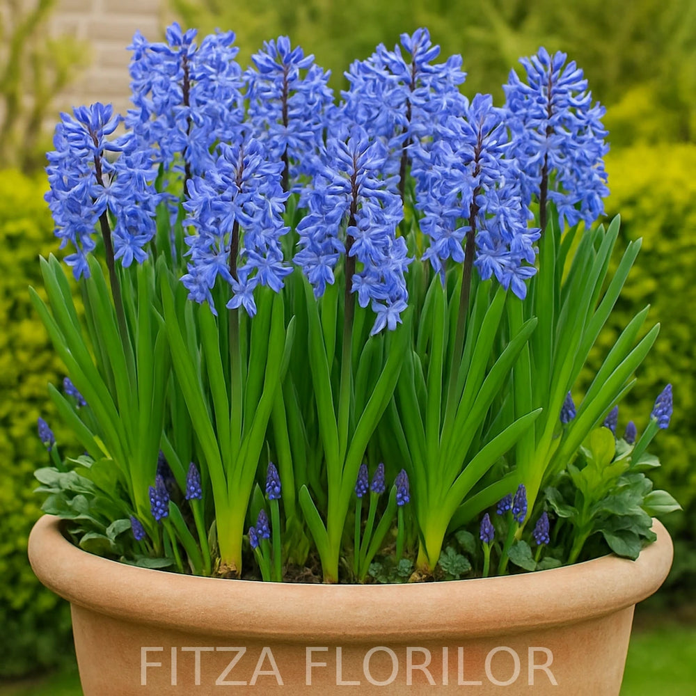 Bulbi Zambile Multiflora Blue2