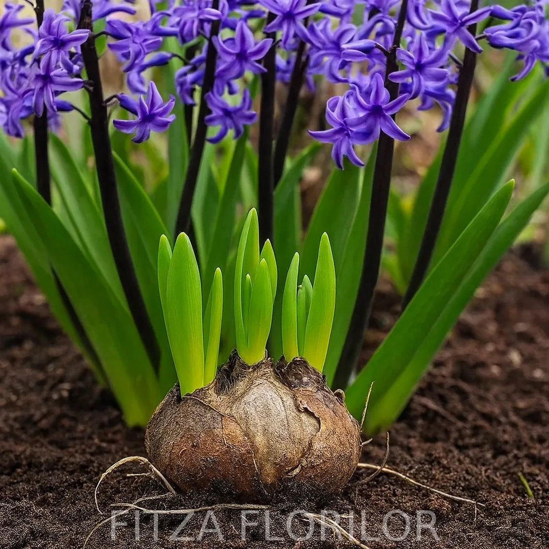 Bulbi Zambile Multiflora Blue3