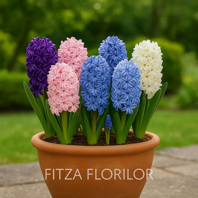 Bulbi Zambile Pachetul promoțional mixt de 30 bulbi 