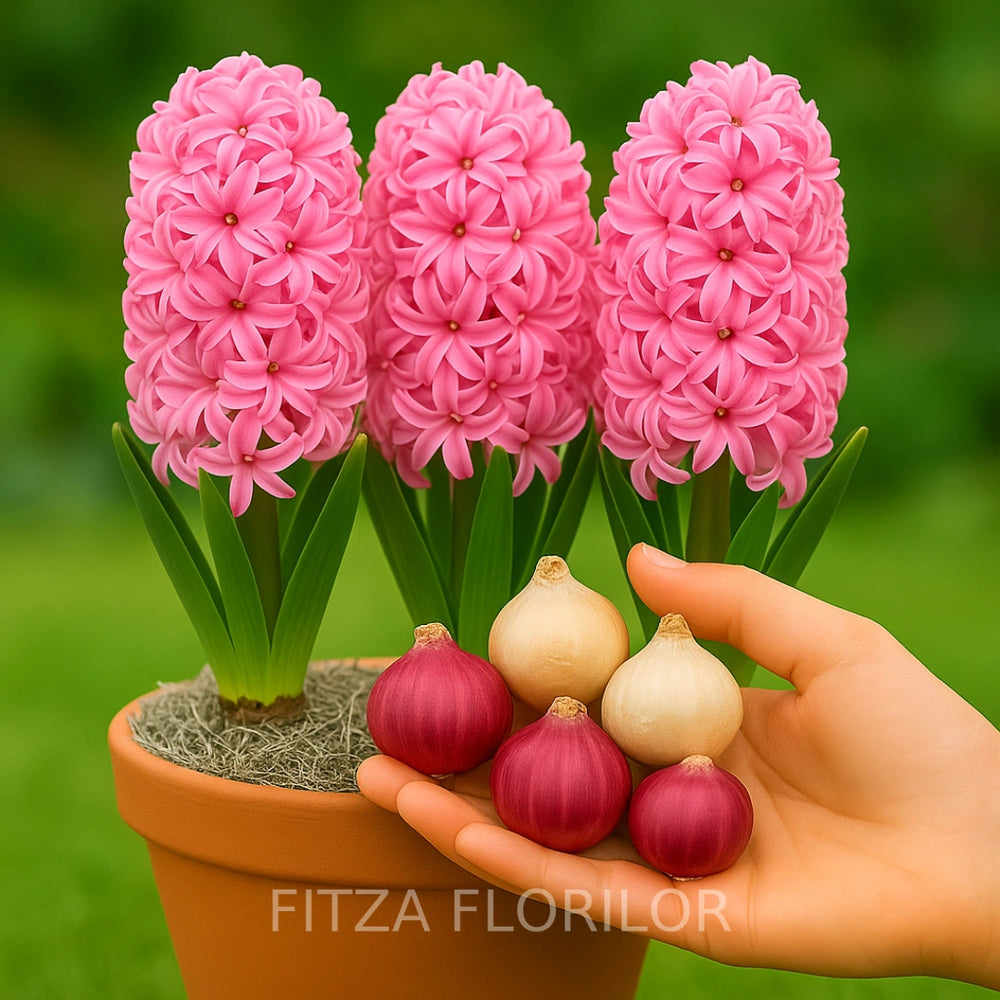 Bulbi Zambile Pink Pearl