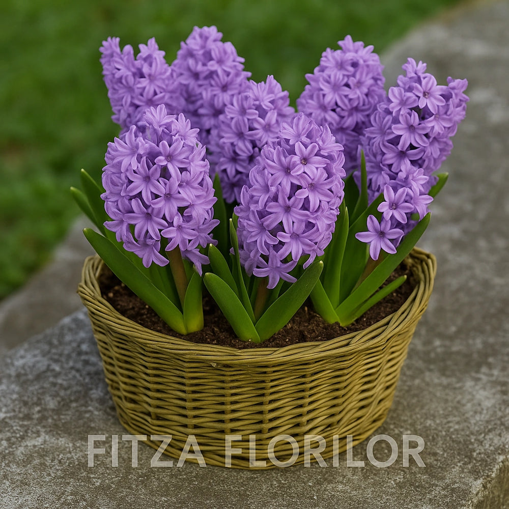 Bulbi Zambile Splendid Cornelia1