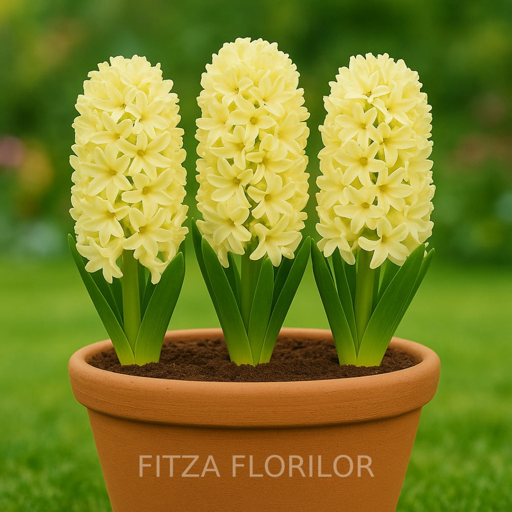 Bulbi Zambile Yellow Queen