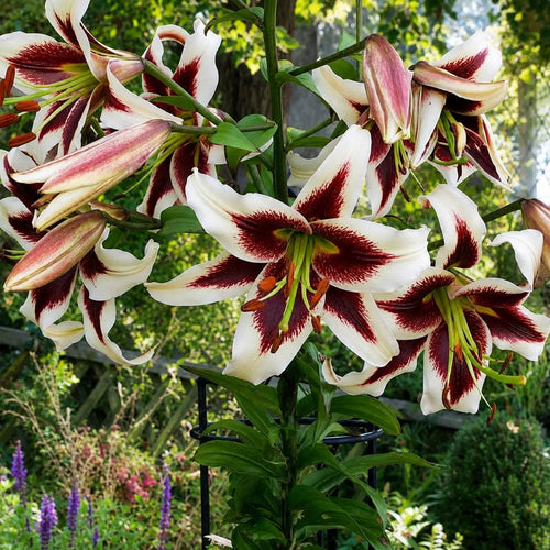 Bulbi_de_Crini_Beverly_Dreams - Fitza Florilor