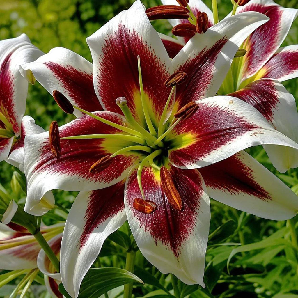 Bulbi_de_Crini_Beverly_Dreams_2 - Fitza Florilor