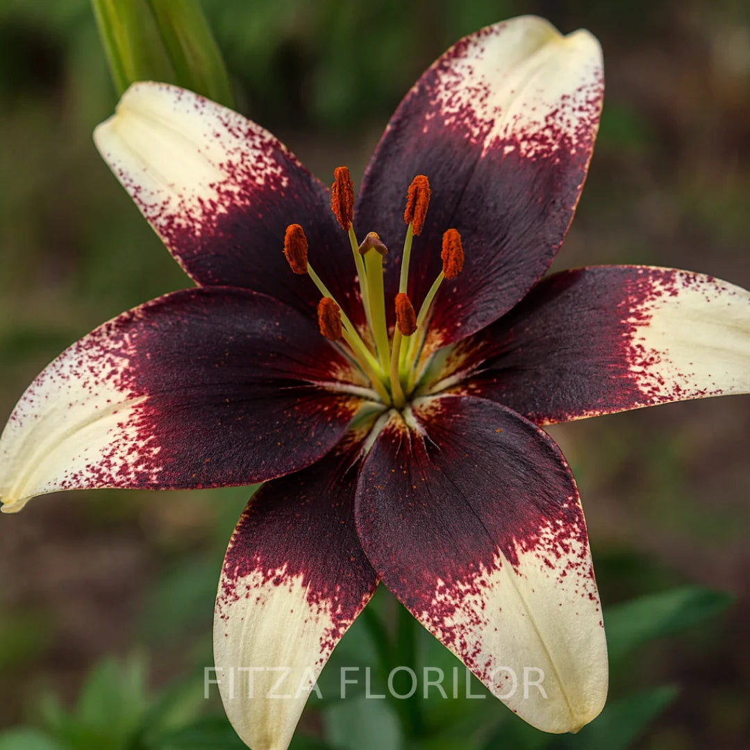 Bulbi de Crini Black Eye