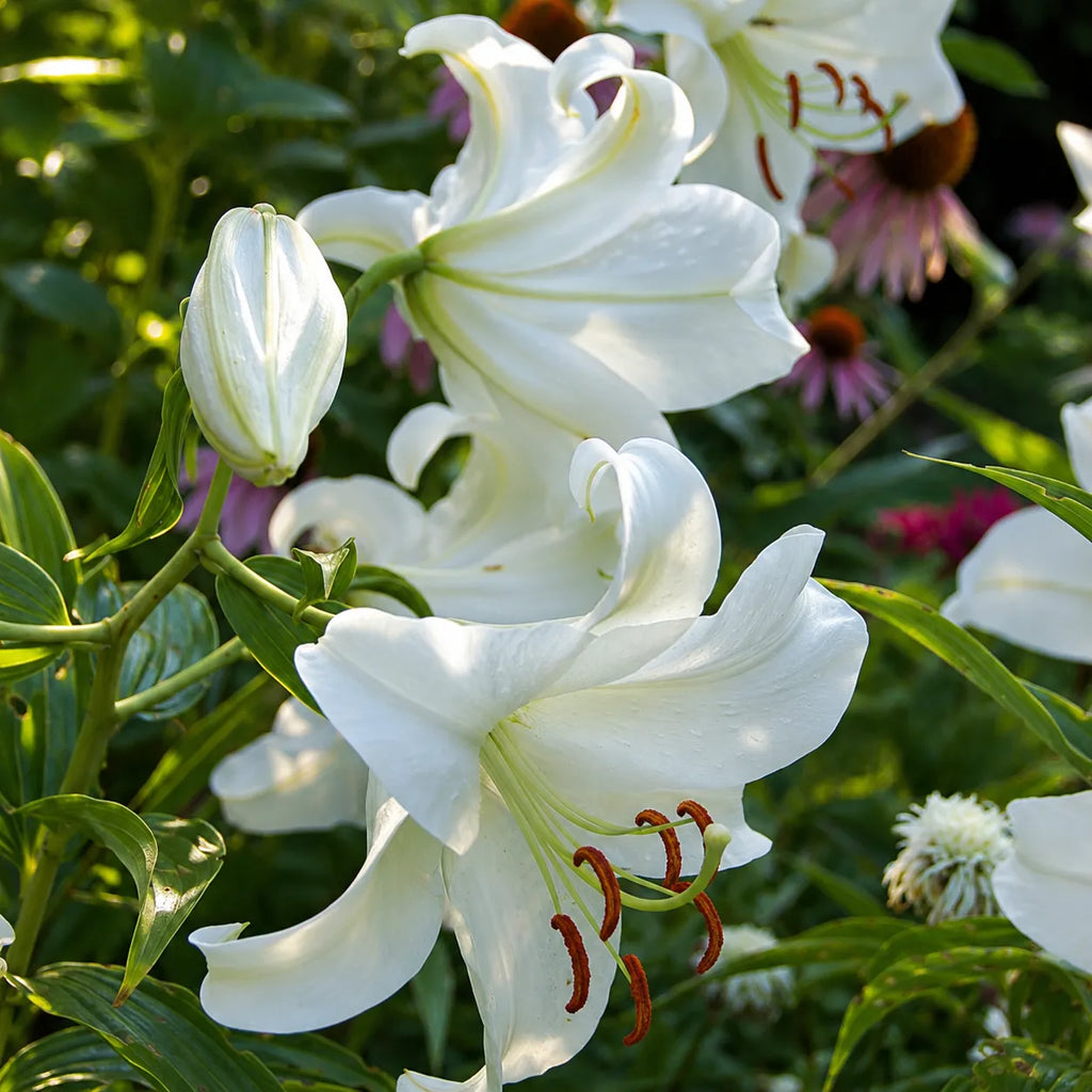 Bulbi de Crini Casa Blanca, crin oriental ornamental cu flori albe uriașe și parfum rafinat, rezistent la frig, ideal pentru grădini, borduri, ghivece și aranjamente florale elegante