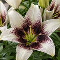 Bulbi_de_Crini_Easy_Spot - Fitza Florilor