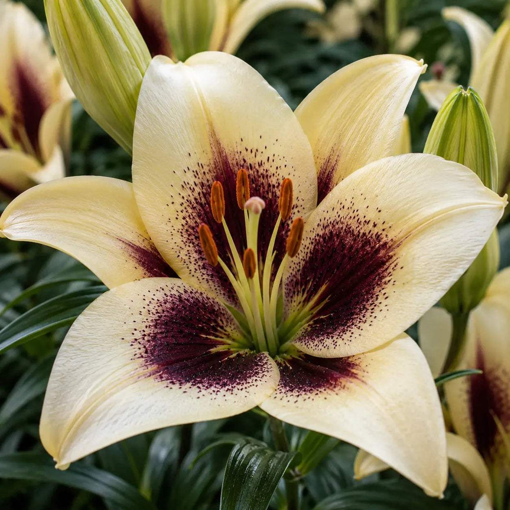 Bulbi_de_Crini_Easy_Spot_4 - Fitza Florilor