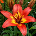 Bulbi de Crini Forever Linda, crin asiatic cu flori roșu-aprins și centru galben-portocaliu, ideal pentru grădini, borduri, ghivece decorative și buchete spectaculoase de vară