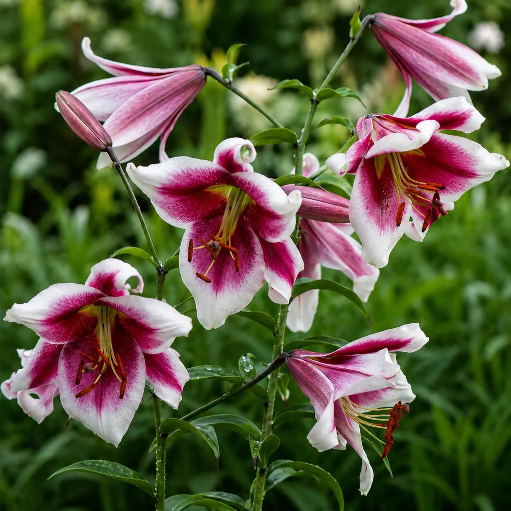 Bulbi de Crini Friso, crin ornamental Orienpet cu flori bicolore roz și alb, rezistent la frig și cu înflorire abundentă, ideal pentru grădini, borduri, ghivece și aranjamente florale.