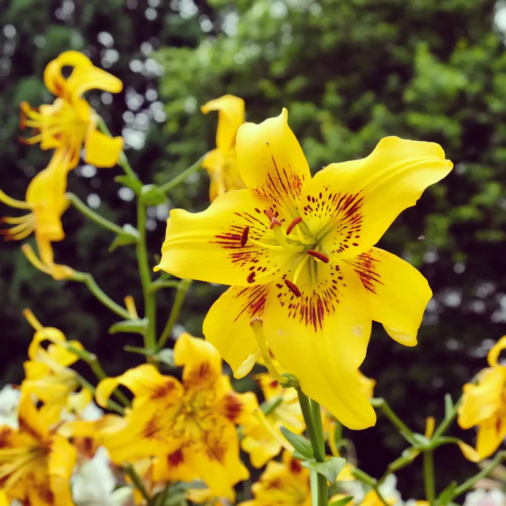 Bulbi de Crini Yellow Bruse – soi decorativ, rezistent și ușor de plantat, cu flori galbene vibrante și înflorire abundentă.