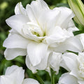 Bulbi de Crini Lotus Beauty, crin oriental dublu cu flori mari alb pur și nuanțe roz pal, ideal pentru grădini, borduri, ghivece decorative și buchete elegante de vară