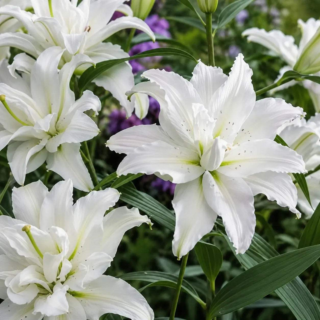 Bulbi de Crini Lotus Beauty, crin ornamental cu flori duble alb-roz, parfum discret și rezistență excelentă la frig, ideal pentru grădini, borduri, ghivece și aranjamente florale rafinate