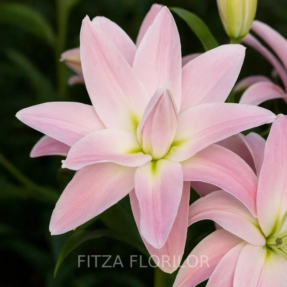 Bulbi de Crini Lotus Breeze