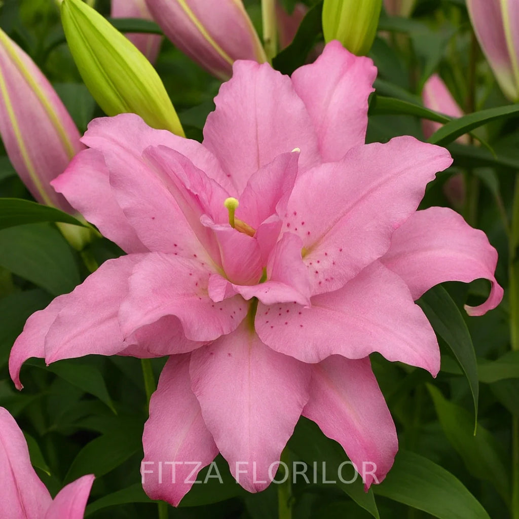 Bulbi de Crini Lotus Dream