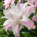 Bulbi de Crini Lotus Queen, crin oriental dublu cu flori mari alb-crem și accente roz-pal, parfum intens, ideal pentru grădini, borduri, ghivece decorative și buchete elegante de vară