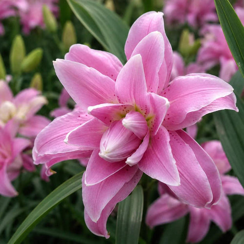 Bulbi_de_Crini_Lotus_Spring - Fitza Florilor
