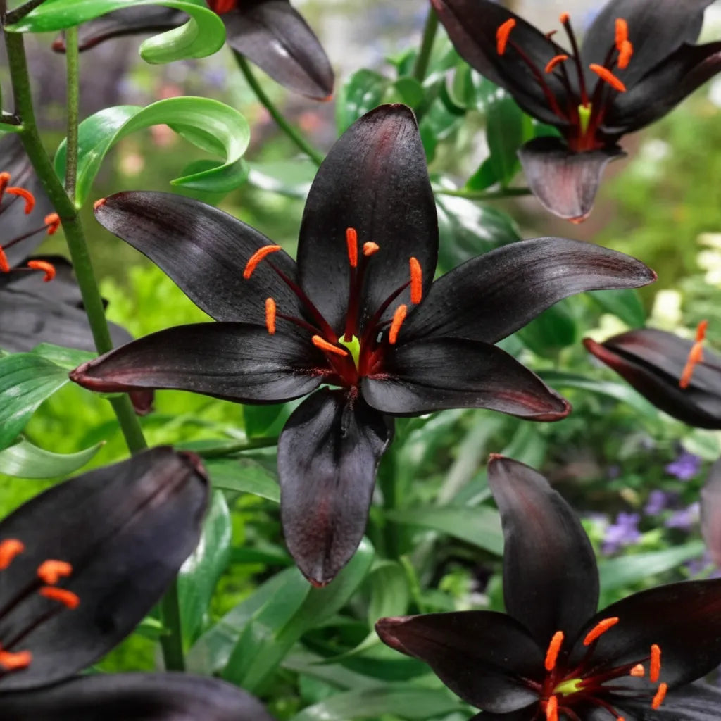 Bulbi de Crini Nightrider, crin asiatic cu flori mari negru-vișiniu catifelat și aspect elegant, ideal pentru grădini, borduri, ghivece decorative și buchete spectaculoase de vară