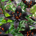 Bulbi_de_Crini_Nightrider - Fitza Florilor