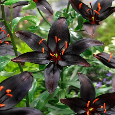 Bulbi_de_Crini_Nightrider - Fitza Florilor
