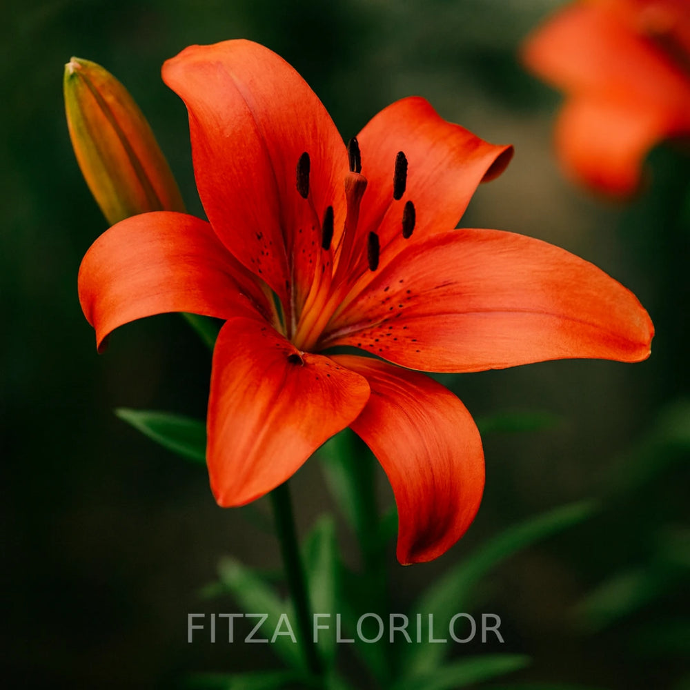 Bulbi de Crini Pachet Promo Mixt1