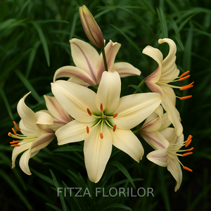 Bulbi de Crini Pachet Promo Mixt17