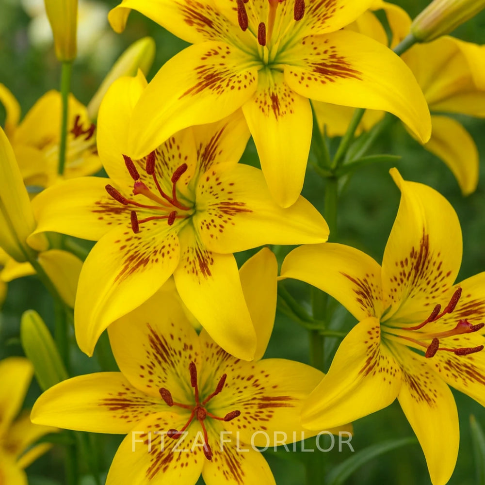 Bulbi de Crini Pachet Promo Mixt20