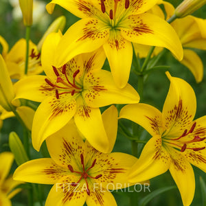 Bulbi de Crini Pachet Promo Mixt20