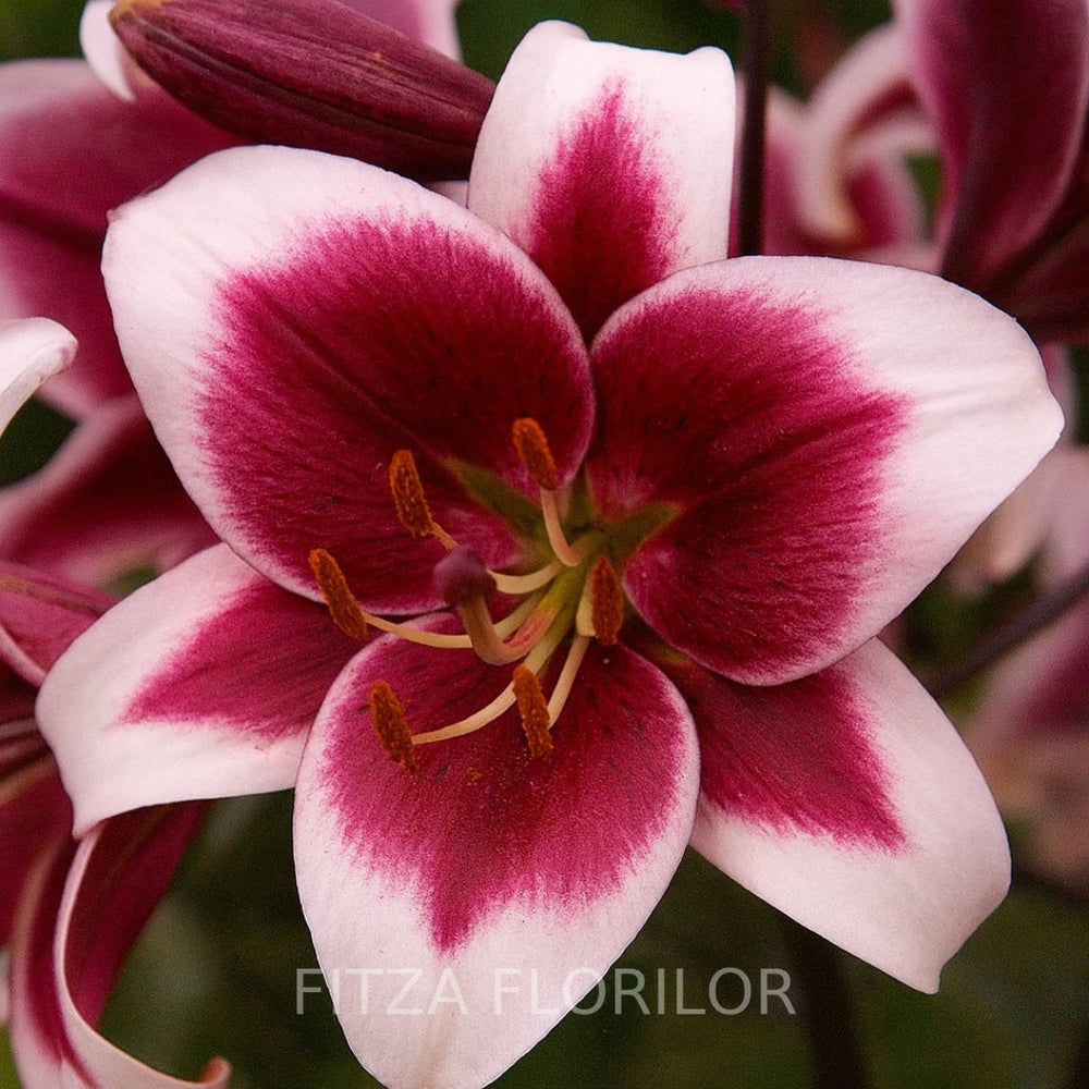 Bulbi de Crini Pachet Promo Mixt22