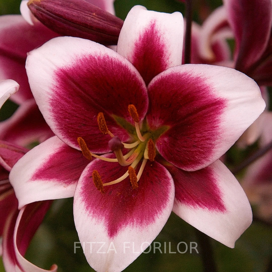 Bulbi de Crini Pachet Promo Mixt22