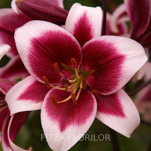 Bulbi de Crini Pachet Promo Mixt22